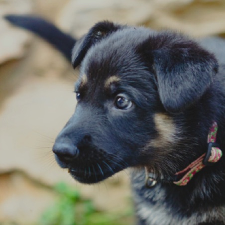 Starting to look more like a GSD Starting to look more like a GSD