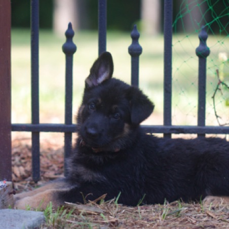 One ear up! One ear up!