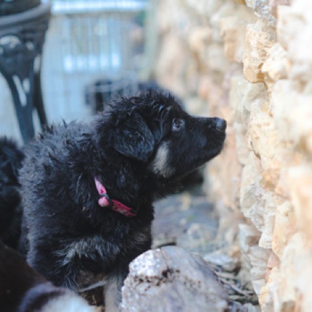 Sometimes puppies will get a bath on a hot day Sometimes puppies will get a bath on a hot day