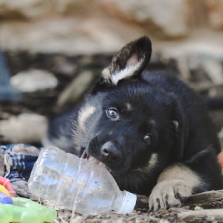I want all the toys I want all the toys