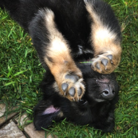 Rolling in the grass Rolling in the grass