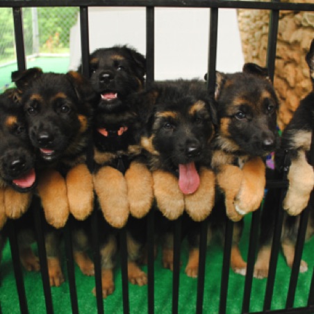 Let us out! Let us out!