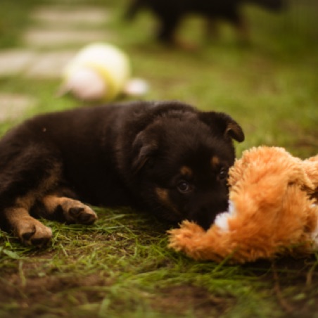 We send all puppies home with a toy We send all puppies home with a toy