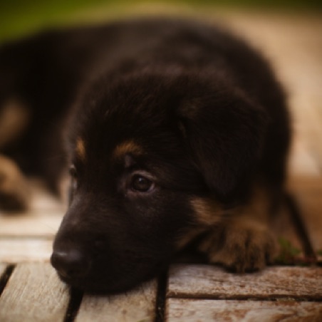 Eyebrows are an indication a puppy will grow into a lighter adult Eyebrows are an indication a puppy will grow into a lighter adult