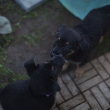Sniffing each other Sniffing each other