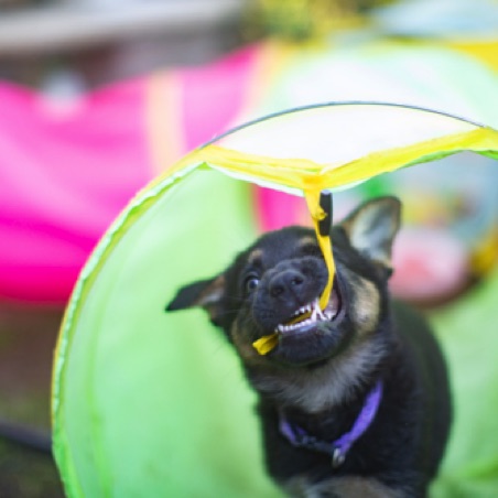 Anything in the puppy pen is subject to chewing Anything in the puppy pen is subject to chewing
