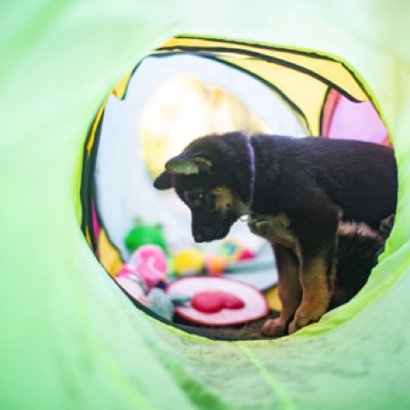 Good news, I put all the toys in the tunnel! Good news, I put all the toys in the tunnel!