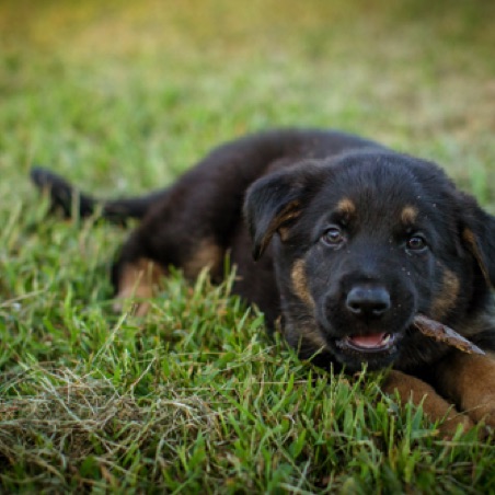 Always a good time to chew a stick Always a good time to chew a stick