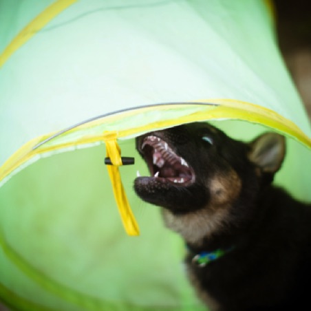 Mine! Mine!
