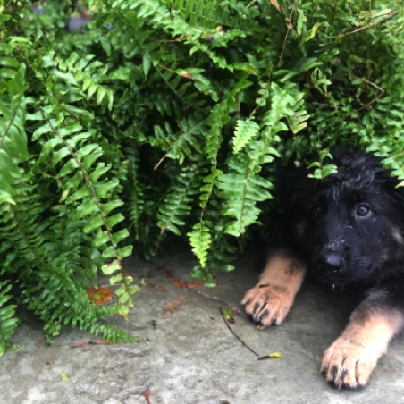 Camouflage Camouflage