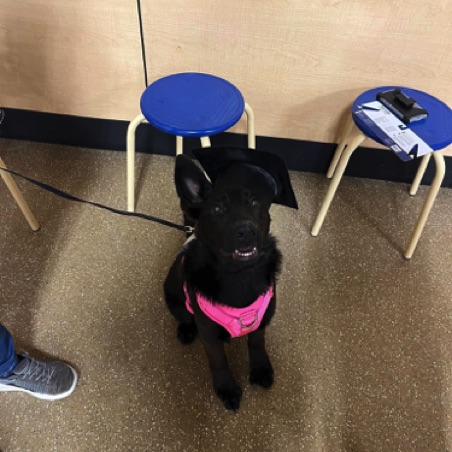 Kira graduates from puppy class Kira graduates from puppy class