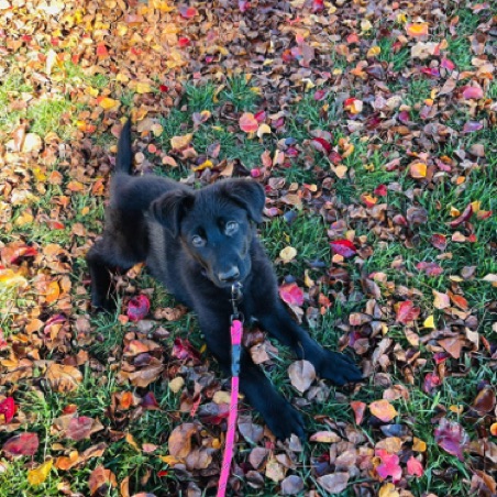 Happy in the leaves Happy in the leaves