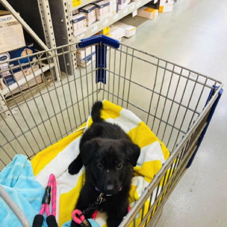 Sadie at Lowe's Sadie at Lowe's