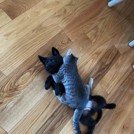 Not so sure about this new playmate Not so sure about this new playmate