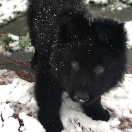 Sophie in the snow Sophie in the snow