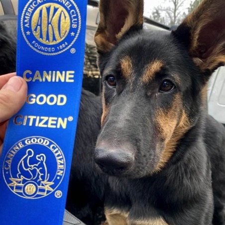 Sheba earns her CGC Sheba earns her CGC