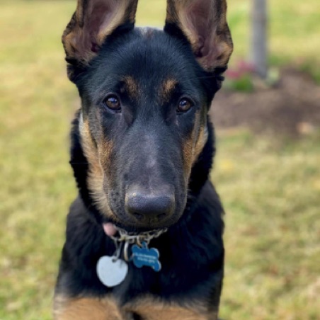 Sheba II on alert Sheba II on alert