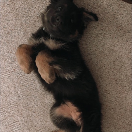 Belly rubs? Belly rubs?