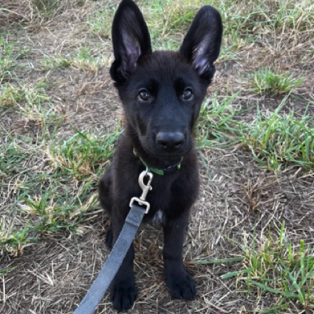 Getting used to a leash Getting used to a leash