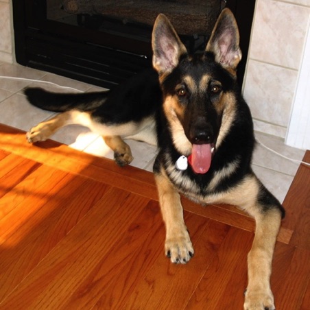 Rommel at 6 months Rommel at 6 months