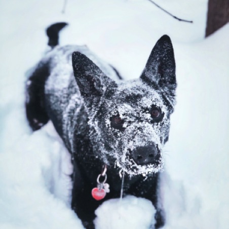 All black blending in with the snow All black blending in with the snow