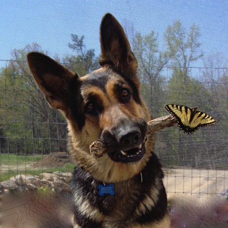 Sheba and her butterfly Sheba and her butterfly