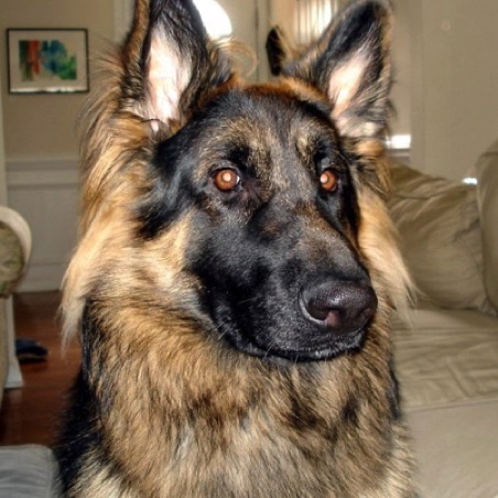 Dieter Dieter