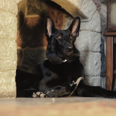 Shiloh steals the fireplace Shiloh steals the fireplace