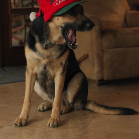 Merry Christmas Sheba Merry Christmas Sheba