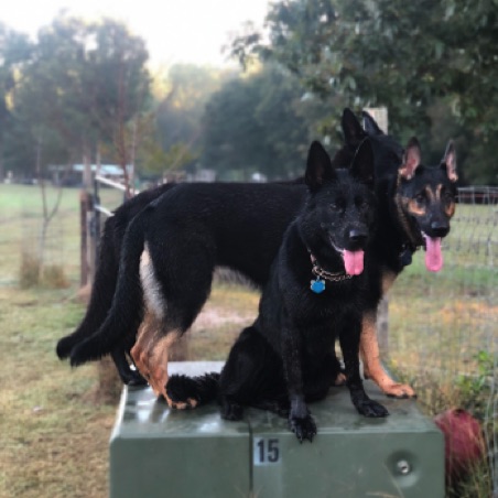 3 Dogs illustrate the "place" command 3 Dogs illustrate the "place" command