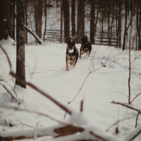 A merry chase A merry chase