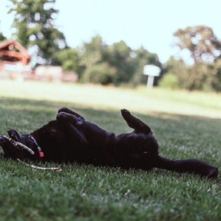 Perfect day for a roll in the grass Perfect day for a roll in the grass