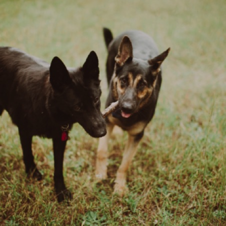There's not stick enough for the both of us There's not stick enough for the both of us
