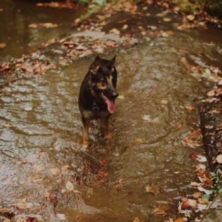 Sheba II has perfect fall colors Sheba II has perfect fall colors