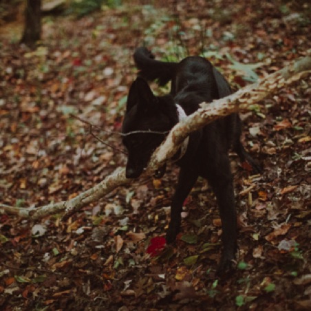 Duchess of the stick Duchess of the stick