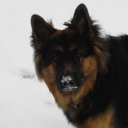 Toby has something on his nose Toby has something on his nose