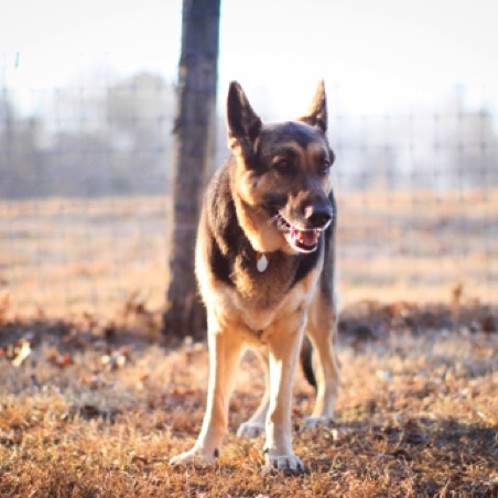 The late and great Ransomshire's Queen of Sheba The late and great Ransomshire's Queen of Sheba