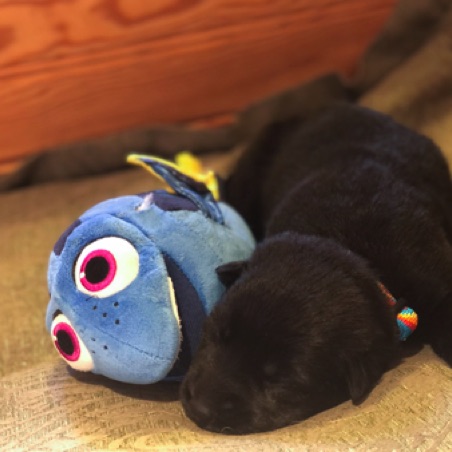 Early toy cuddles Early toy cuddles