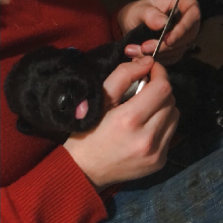 Puppy's first nail trim Puppy's first nail trim
