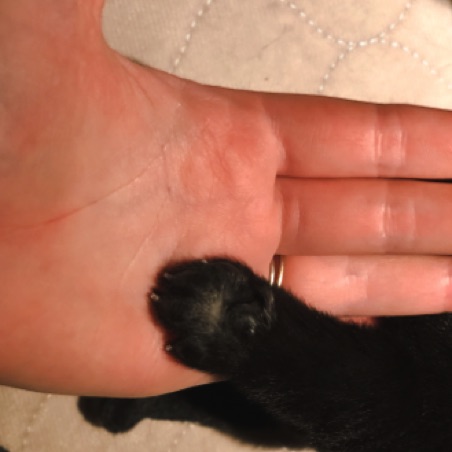 Tiny paw Tiny paw