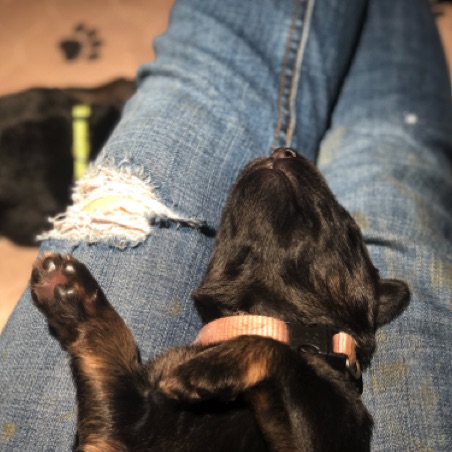 A sleeping puppy is so calming A sleeping puppy is so calming