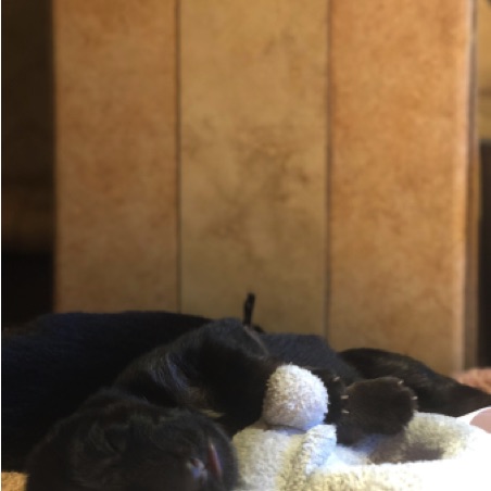 Puppies will cuddle anything Puppies will cuddle anything