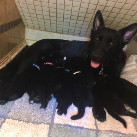 Perry shows off her litter Perry shows off her litter
