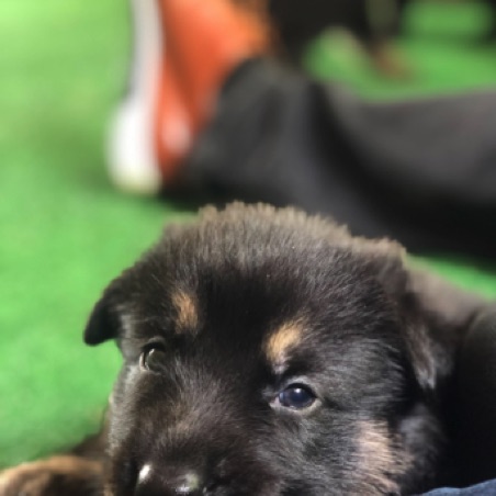 Puppy in her intermediate space Puppy in her intermediate space