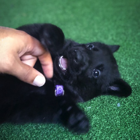 Never too early for belly rubs Never too early for belly rubs