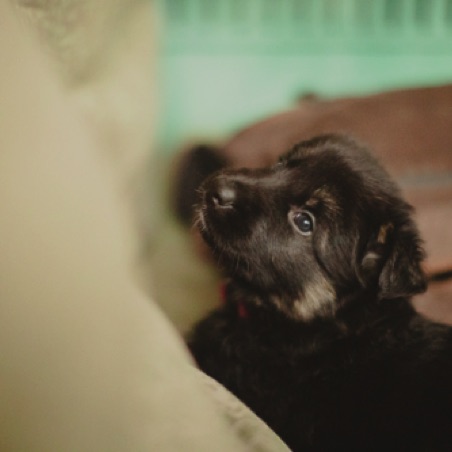 So much to discover in the puppy pen So much to discover in the puppy pen