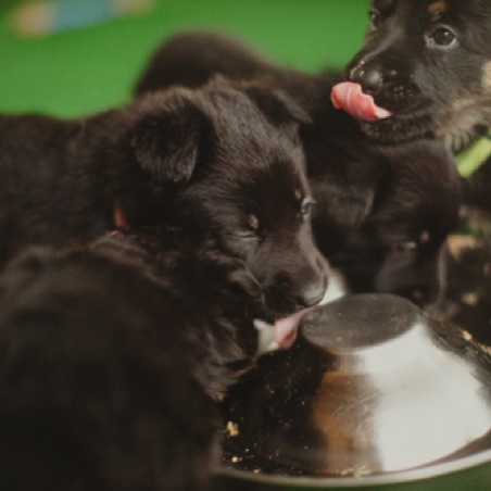 Newly weaned puppies love feeding time Newly weaned puppies love feeding time