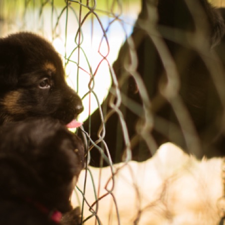 Grandma checking on the puppies on their first day in the covered pen outside Grandma checking on the puppies on their first day in the covered pen outside