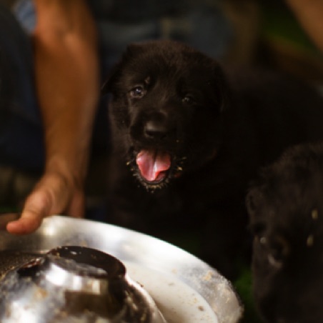 The first meal of watery yogurt and ground up puppy kibble. Yum! The first meal of watery yogurt and ground up puppy kibble. Yum!