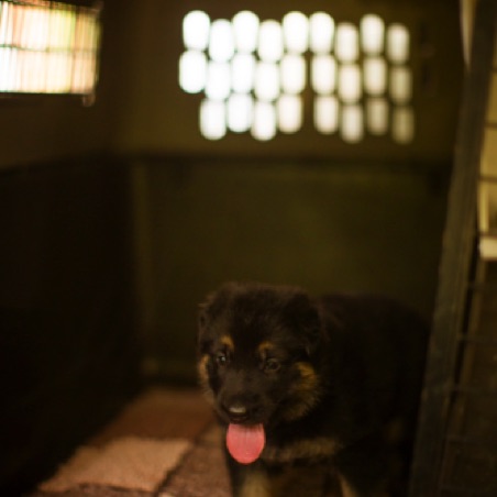 The pen has a crate for the puppies to use The pen has a crate for the puppies to use